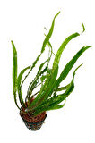 Ada Akvaryum Amazon Hançeri Cryptocoryne Crispatula 1 Kök 30 40 Cm