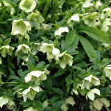 Nadir Bitki Soğuklara Dayanıklı Helleborus Green Star Herdem Yeşil Noel Gülü Çiçeği Fidanı