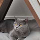 Vune Concept Tek Katlı Minderli Kedi Evi Gri 