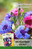 50 Adet Peygamber Çiçeği Tohumu (Centaurea)
