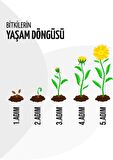 30 Adet Lavanta Fidesi