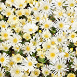 Yayılıcı Sarkıcı Delasporma İce Cream Buz Çiçeği Fidesi (2 adet)