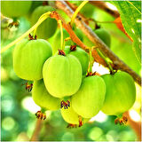 Geleneksel Soğuğa Dayanıklı Elma Tipli Tüysüz Yeşil Kivi Fidanı