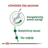 Royal Canin Mini Adult Küçük Irk Yetişkin Köpek Maması 2 Kg