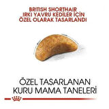 Royal Canin British Shorthair Kitten Yavru Kedi Maması 2 Kg