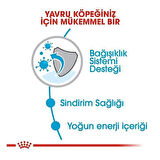 Royal Canin Mini Puppy Küçük Irk Yavru Köpek Maması 4 Kg
