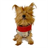 Stripe Bordo Su itici Yağmurluk Köpek Yağmurluğu 