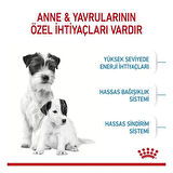 Royal Canin Mini Starter Anne ve Yavru Köpek Maması 4 Kg