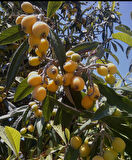 3 yaş Malta eriği ( Yeni Dünya ) fidanı 