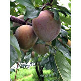 Fidan & Peyzaj - Red Heart Erik Fidanı (2 Yaş / Aşılı / Tüplü)