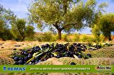 Oleo-Mac OS BCF550 Benzinli Motorlu 3.3 HP Zeytin Silkme Meyve Hasat Makinesi