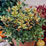 Çiçekleri Kokulu Herdem Yeşil Osmanthus Heterophyllus Tricolor Fidanı Soğuklara Dayanıklı