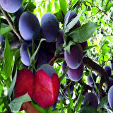 Her Rakımda Yetişebilen Yüksek Aromalı Meyvesi Olan Alyaz Dışı Mor İçi Kırmızı Erik Fidanı