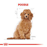 Royal Canin Poodle Junior Yavru Köpek Maması 3 Kg
