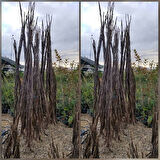 4 Yaş Aşılı Chandler Bodur Ceviz Fidanı, Torbada