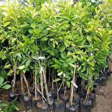 5 Yaş Aşılı Pomela Şadok Fidanı, Saksıda