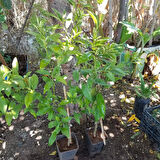 3 Yaş Aşılı Limonkamkat Tavaresquat  Fidanı, Torbada