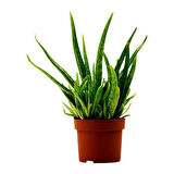 Tüketilebilir Bol Yavrulu Aloevera Bitkisi-Sarı Sabır ( Büyük Boy)