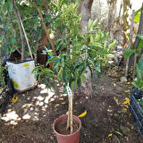 5 Yaş Aşılı İri Kamkat Obovata Erkenci Kamkat Fidanı, Torbada