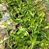Sarı Meyveli Çarkıfelek Passiflora Edulis PANAMA GOLD, Maruçya