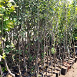 5 Yaş, Aşılı Elma Fidanı MONDİAL GALA, Torbada