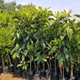 5 Yaş Yenidünya Malta Eriği Fidanı, Torbada +150