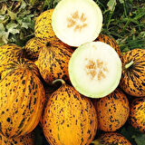 Kırkağaç Kavun (637) Tohumu 10 gr Paket