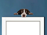 Kahverengi Beyaz Benekli Kısa Tüylü Pointer Köpek Duvar Sticker'ı