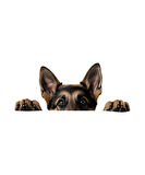 Alman Kurdu Köpek Duvar Sticker'ı