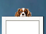 Kahverengi Beyaz Cavalier King Charles Spaniel Köpek Duvar Sticker'ı