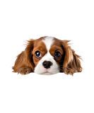 Kahverengi Beyaz Cavalier King Charles Spaniel Köpek Duvar Sticker'ı