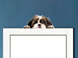 Kahverengi Beyaz Shih Tzu Köpek Duvar Sticker'ı