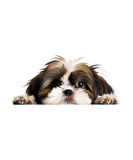 Kahverengi Beyaz Shih Tzu Köpek Duvar Sticker'ı