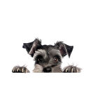 Siyah ve Bronz Köpek Duvar Stickerı