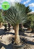 Yucca Rostrata - Beaked Yucca Ağaci 200 cm