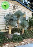 Yucca Rostrata - Beaked Yucca Ağaci 200 cm