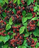 2 ADET Yediveren Böğürtlen fidanı [Rubus fruticosus} tüplü