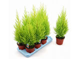 Limon Çamı Servi Fidanı 30-60 cm