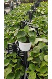 Pilea Çin Para Çiçeği 10-20 cm