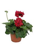 Sakız Sardunya Fidanıı Bordo 10-20 cm