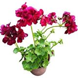 Sakız Sardunya Fidanıı Bordo 10-20 cm