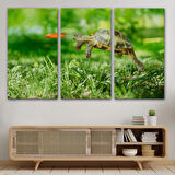 Zıplayan Kaplumbağa, Hayvan Temalı Dekoratif Kanvas Tablo, Duvar Dekoru 1122