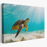 Caretta Caretta, Hayvan Temalı Dekoratif Kanvas Tablo, Duvar Dekoru 1174