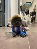 Katil Bebek Chucky Kedi Kostümü
