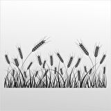 Folyo Sticker Buğday