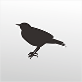 Folyo Sticker Bülbül