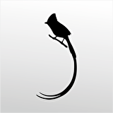 Folyo Sticker Hint Bülbülü