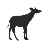 GEYİK FOLYO STİCKER