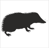 KİRPİ  FOLYO STİCKER