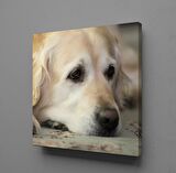 BEYAZ MASUM KÖPEK